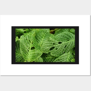 Green Leaves with White Veins Posters and Art